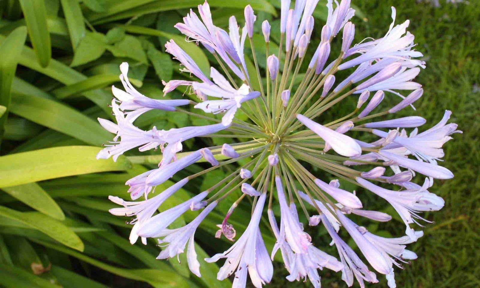 Agapanthus HD wallpaper. HD Wallpaper (High Definition). Free