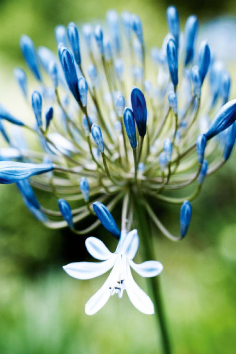 Agapanthus Flower Picture