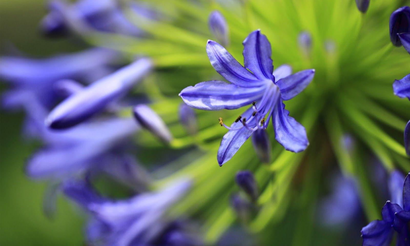 Agapanthus HD wallpaper. HD Wallpaper (High Definition). Free