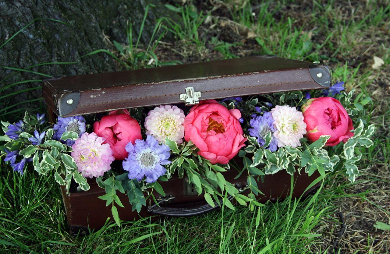 Agapanthus Flowers Dahlias Peonies