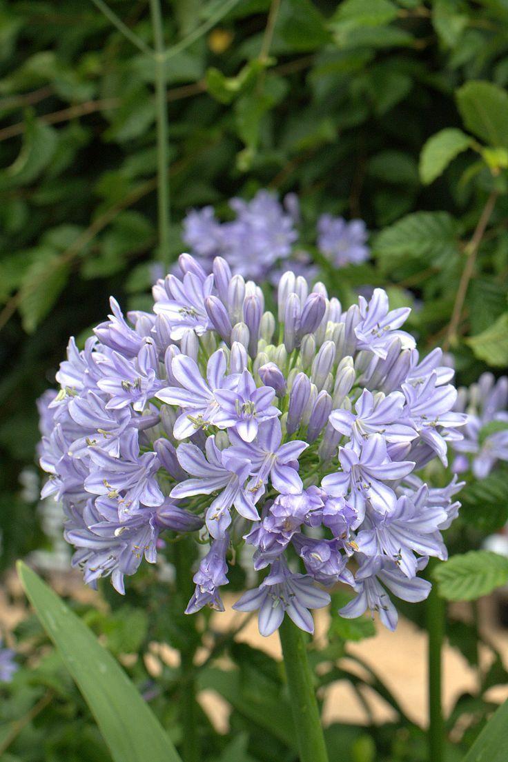 best Agapanthus image. Agapanthus, Flower beds