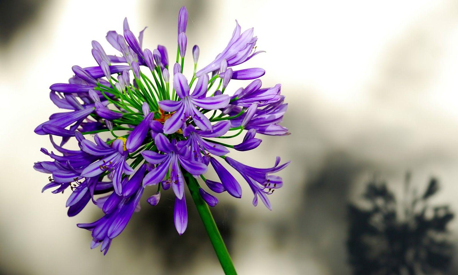 Agapanthus HD wallpaper. HD Wallpaper (High Definition). Free