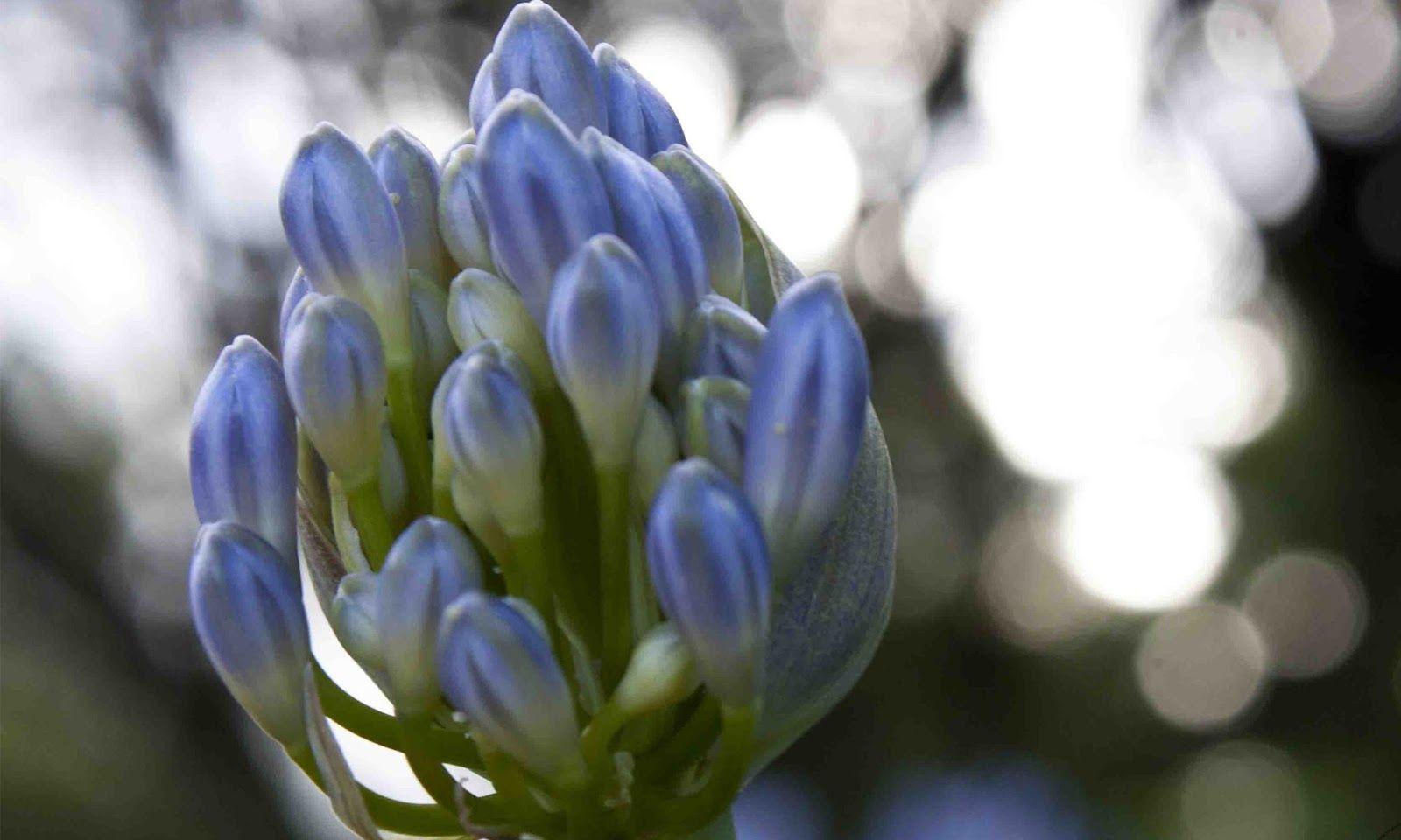 Agapanthus HD wallpaper. HD Wallpaper (High Definition). Free