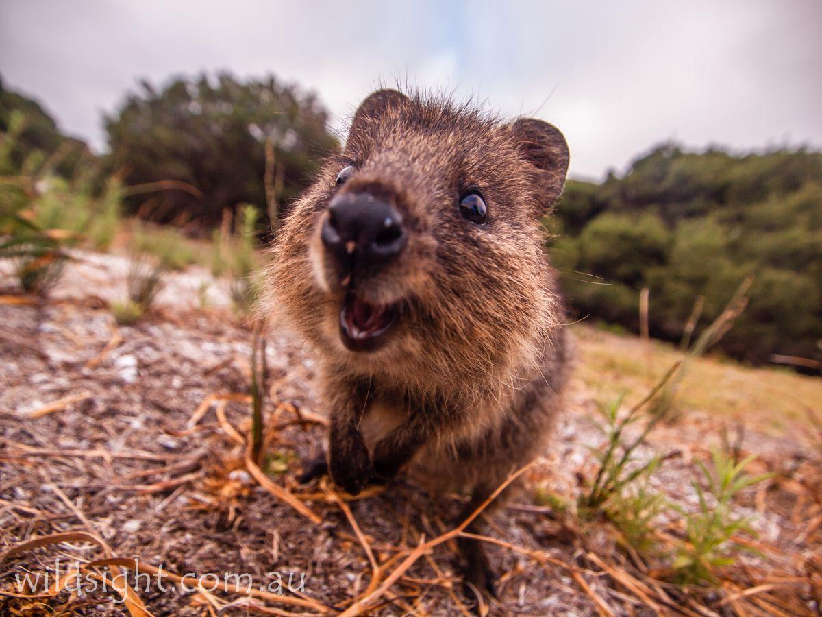 25 Excellent quokka desktop background You Can Save It For Free ...