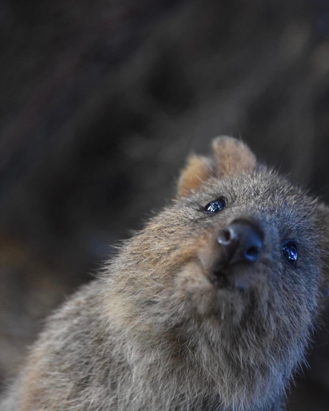 Quokka Wallpapers - Wallpaper Cave