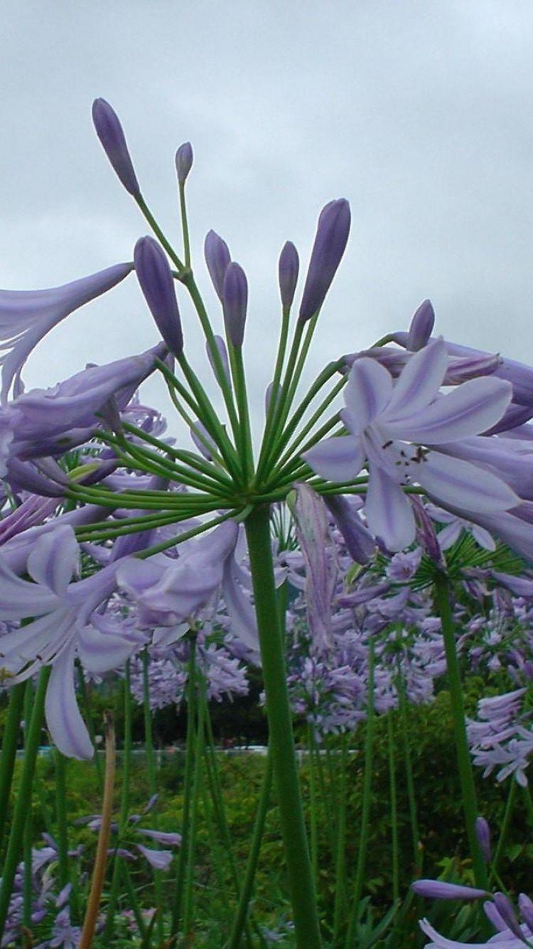 Download Wallpaper 750x1334 Agapanthus, Flowers, Flowerbed, Green