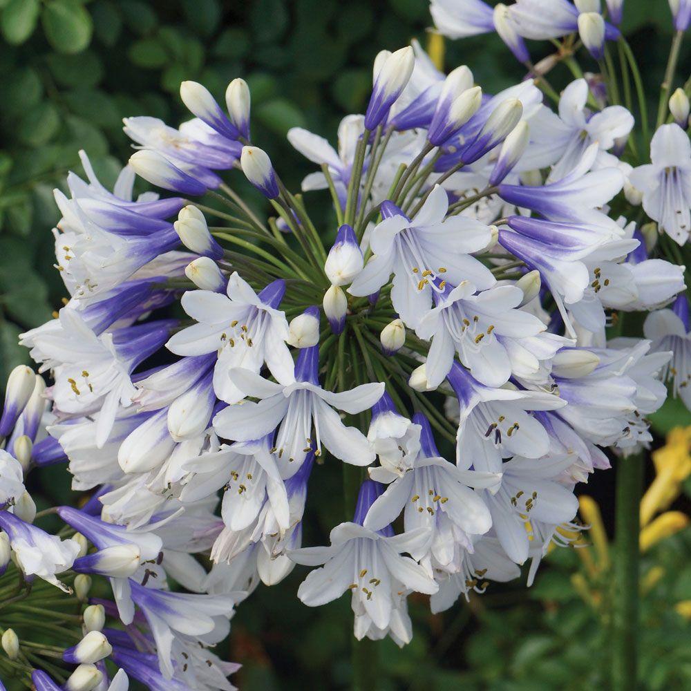 Agapanthus 'Twister' & Biennial Plants