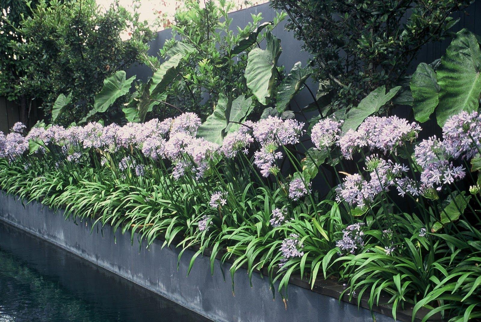 ImagesHD.In% Free HD Quality Desktop Image: Agapanthus HD