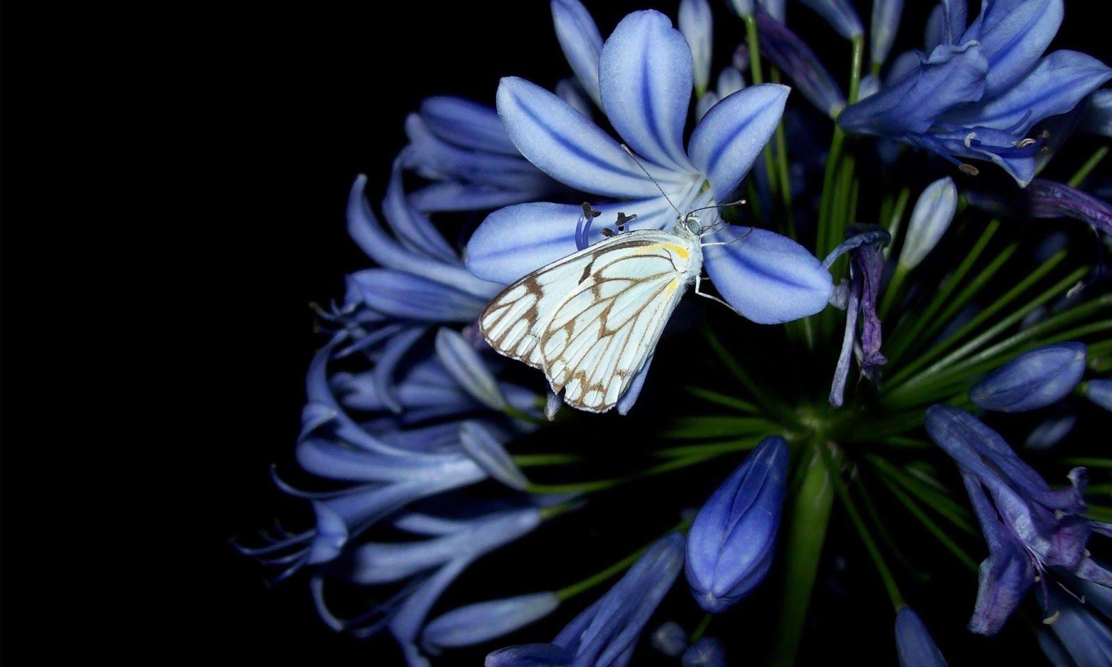 Agapanthus HD wallpaper. HD Wallpaper (High Definition). Free