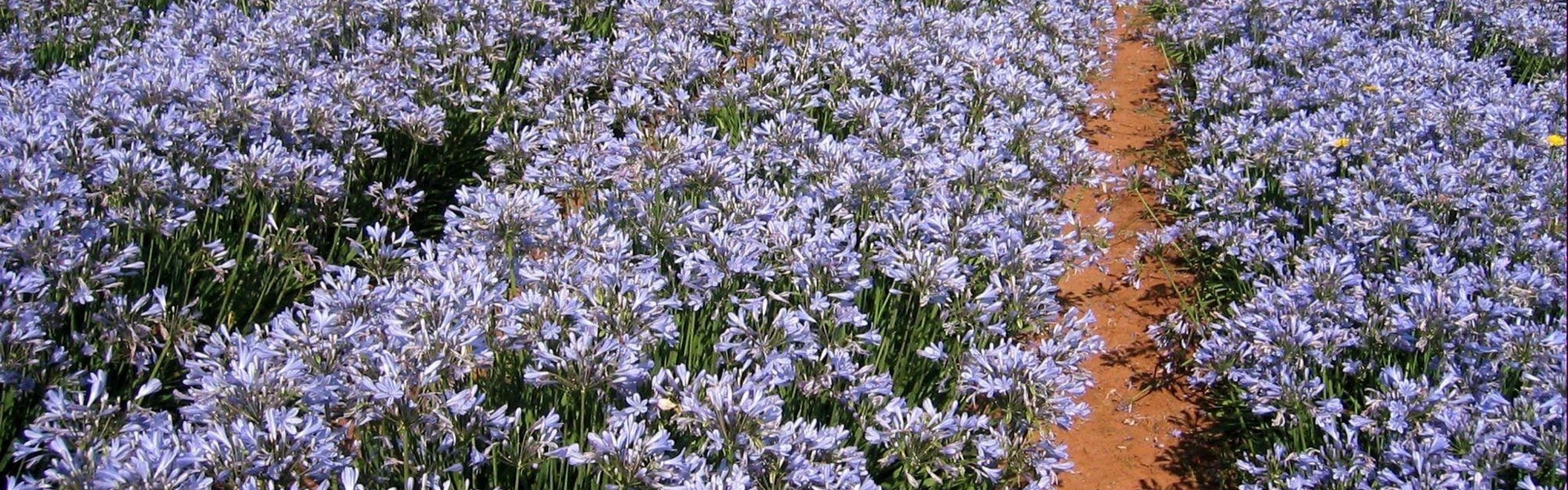 Download Wallpaper 3840x1200 Agapanthus, Flowers, Field, Rows