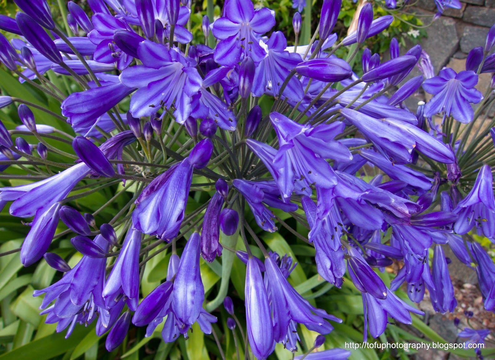 Agapanthus HD Desktop Wallpaper, Instagram photo, Background Image