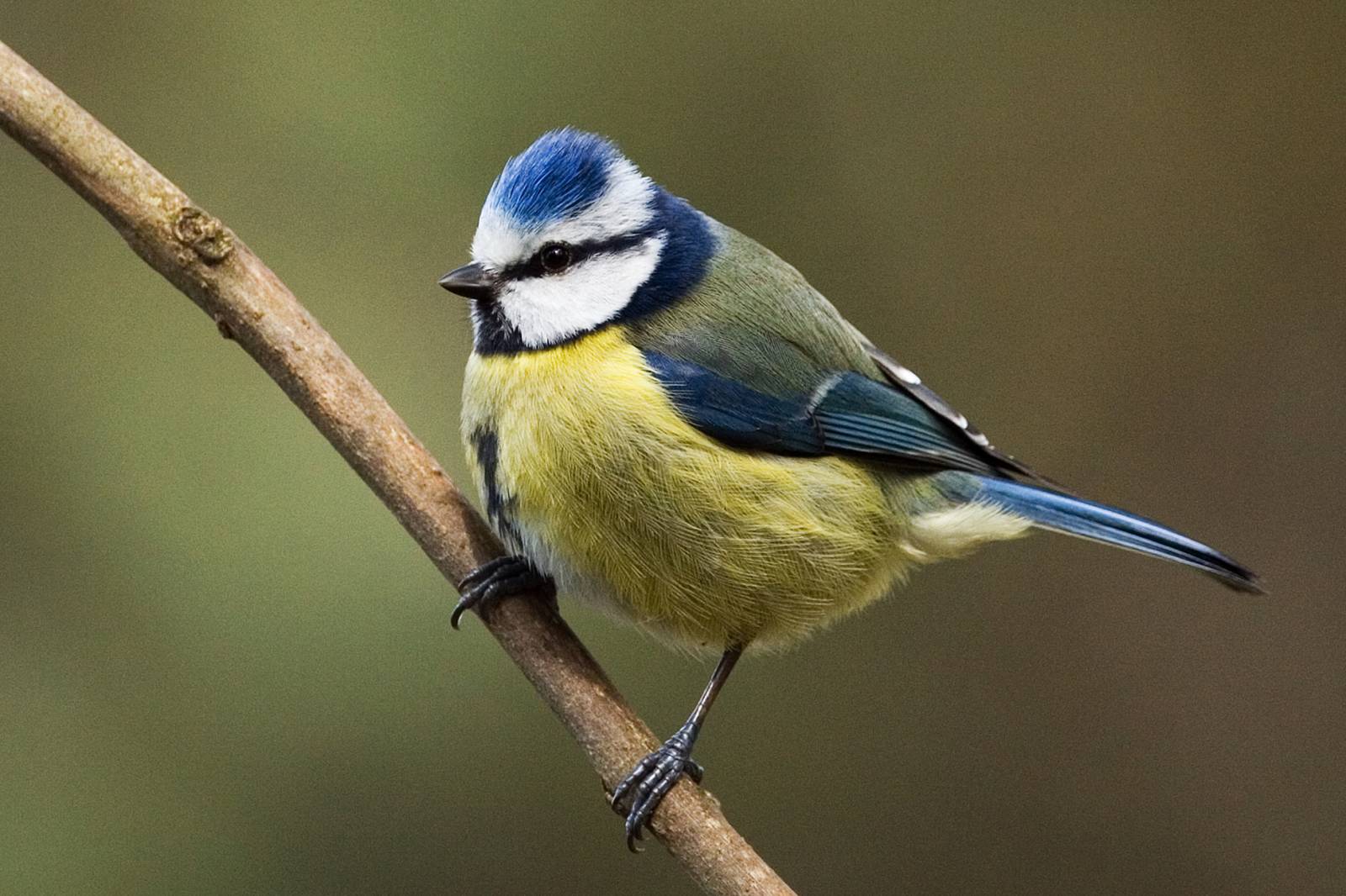 PrayingMantisWorld: 5 Most Common Garden Birds in UK