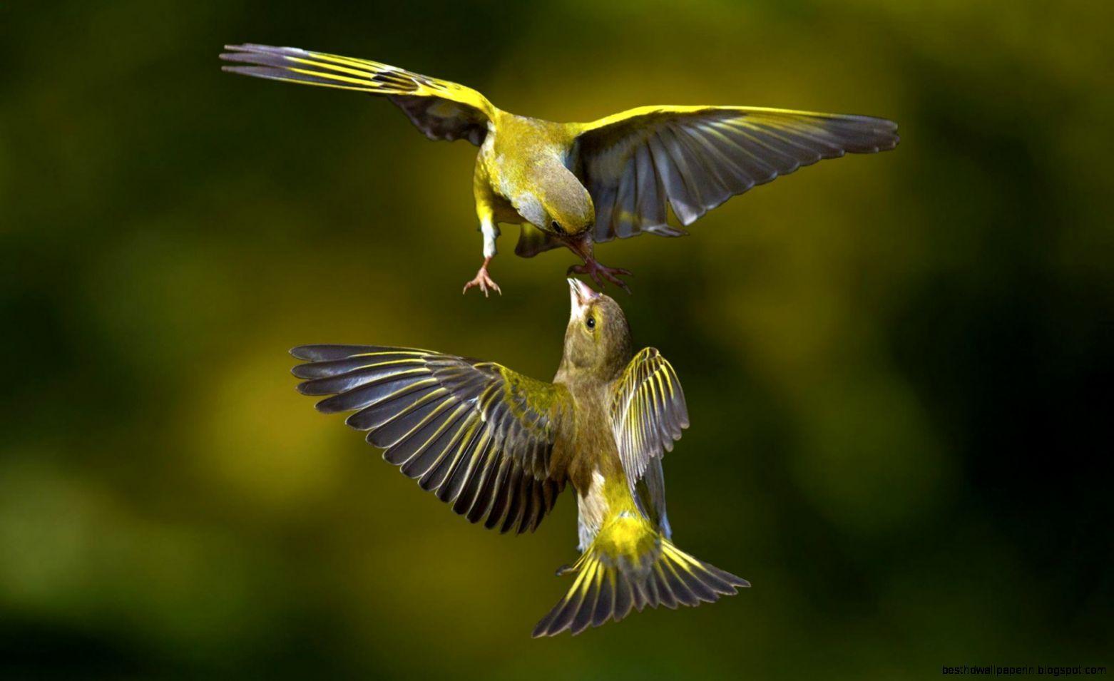 Beautiful Macro Photography Birds Wallpaper. Best HD Wallpaper