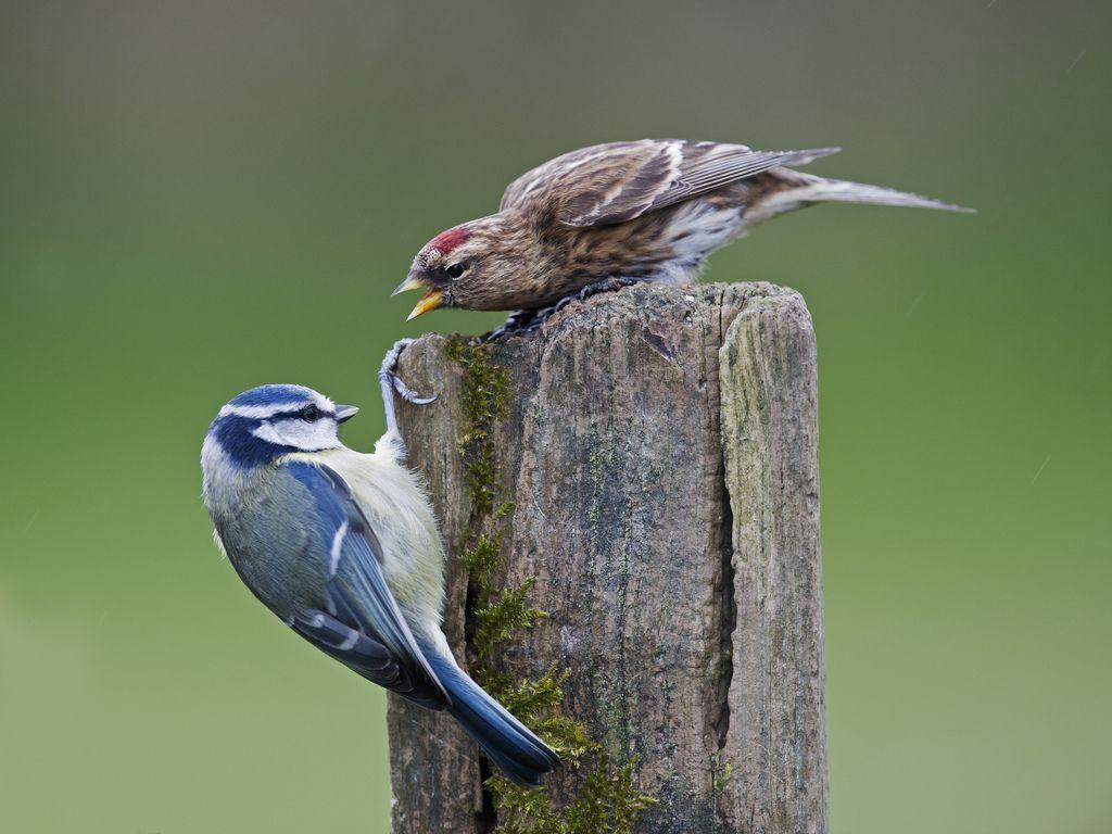 Lesser Redpoll (Carduelis cabaret) Female & Blue Tit (Cyan