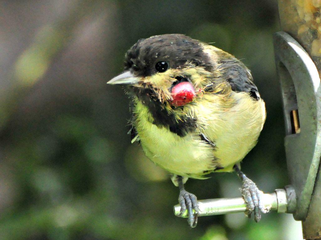 Photo Collection Birds Animals Great Tit