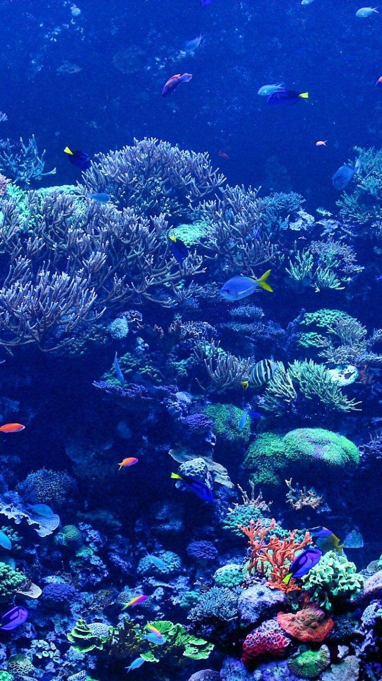 Coral Reef Picture iPhone 6 Wallpaper 25137 iPhone 6
