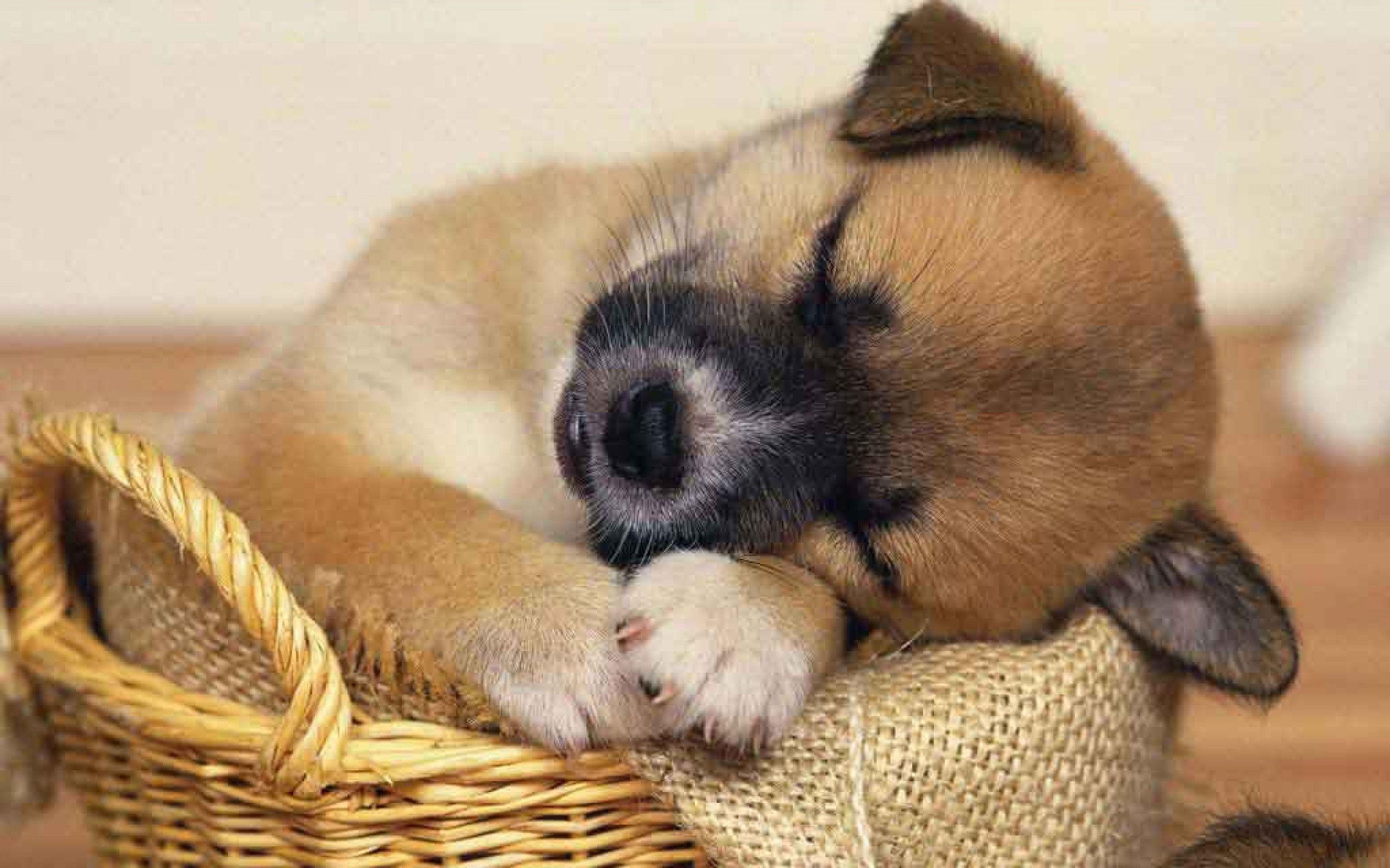 hd wallpapers of cute puppies