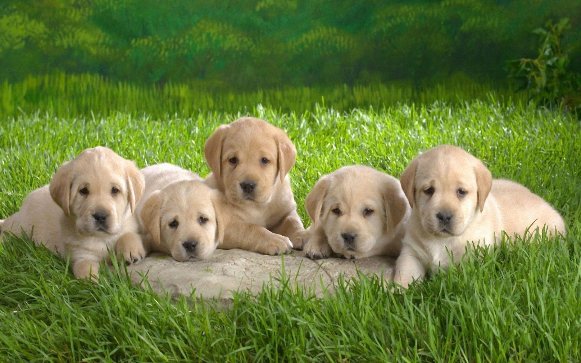 Cute Puppies 38 HD Wallpaper. Download HD Wallpaper and Desktop