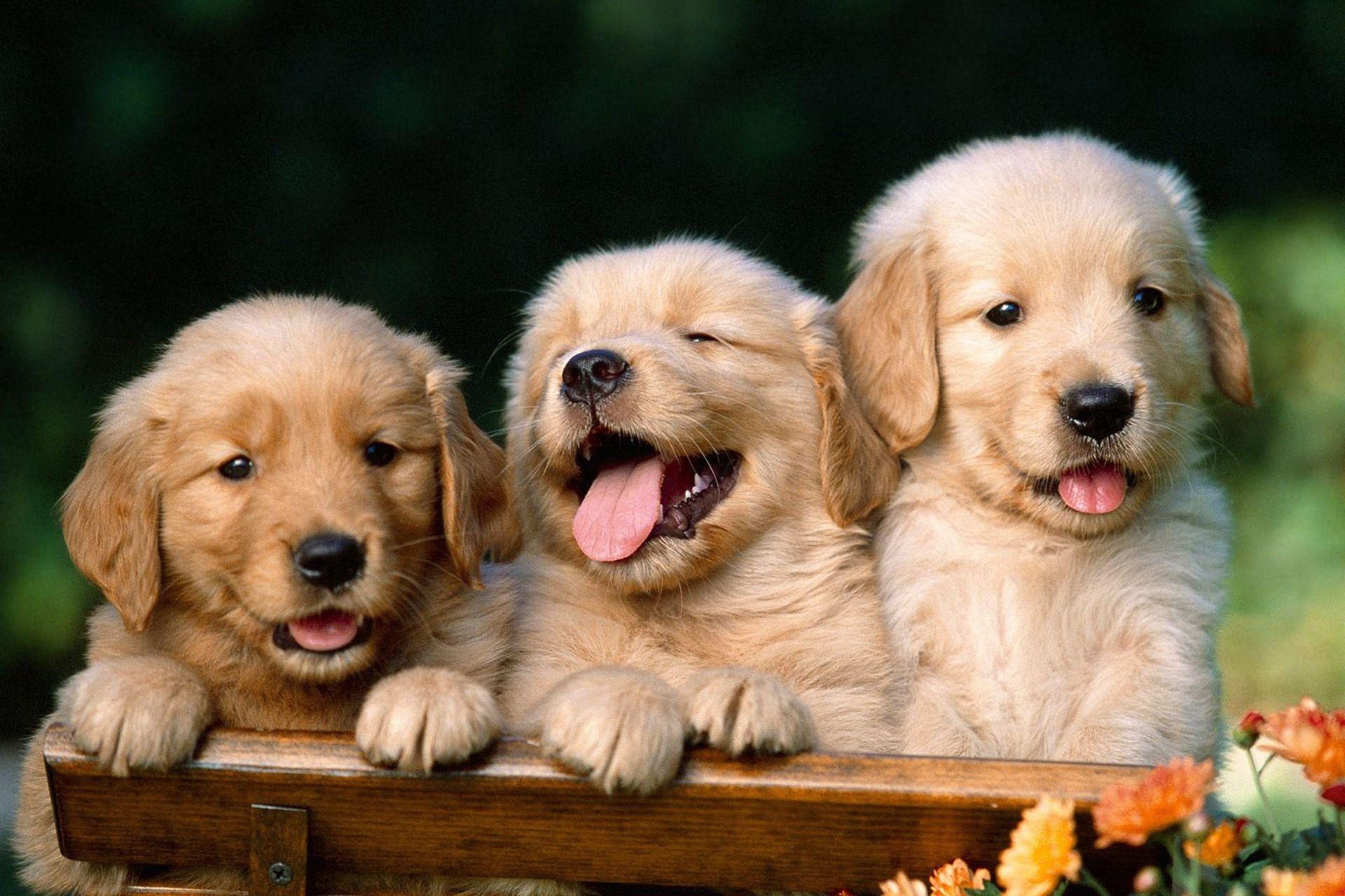 Puppy HD Wallpapers