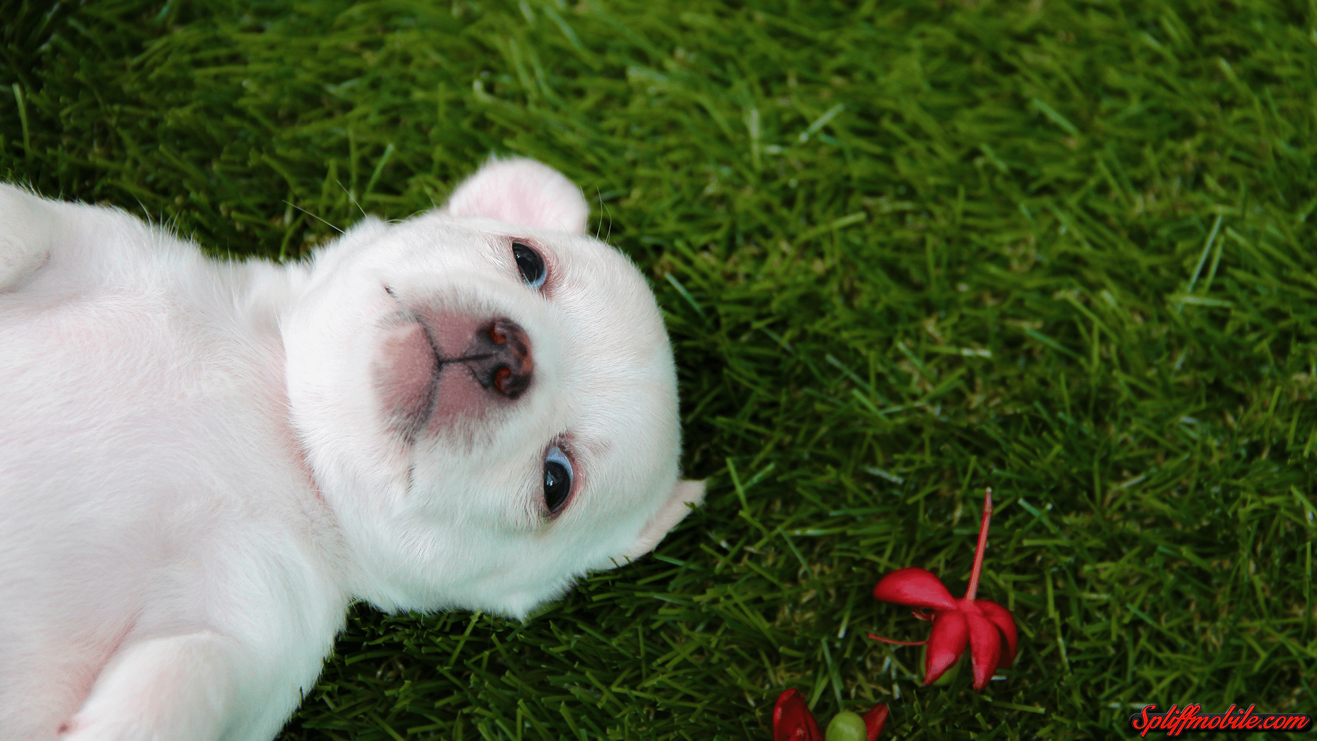 HD Adorable Puppy Wallpaper