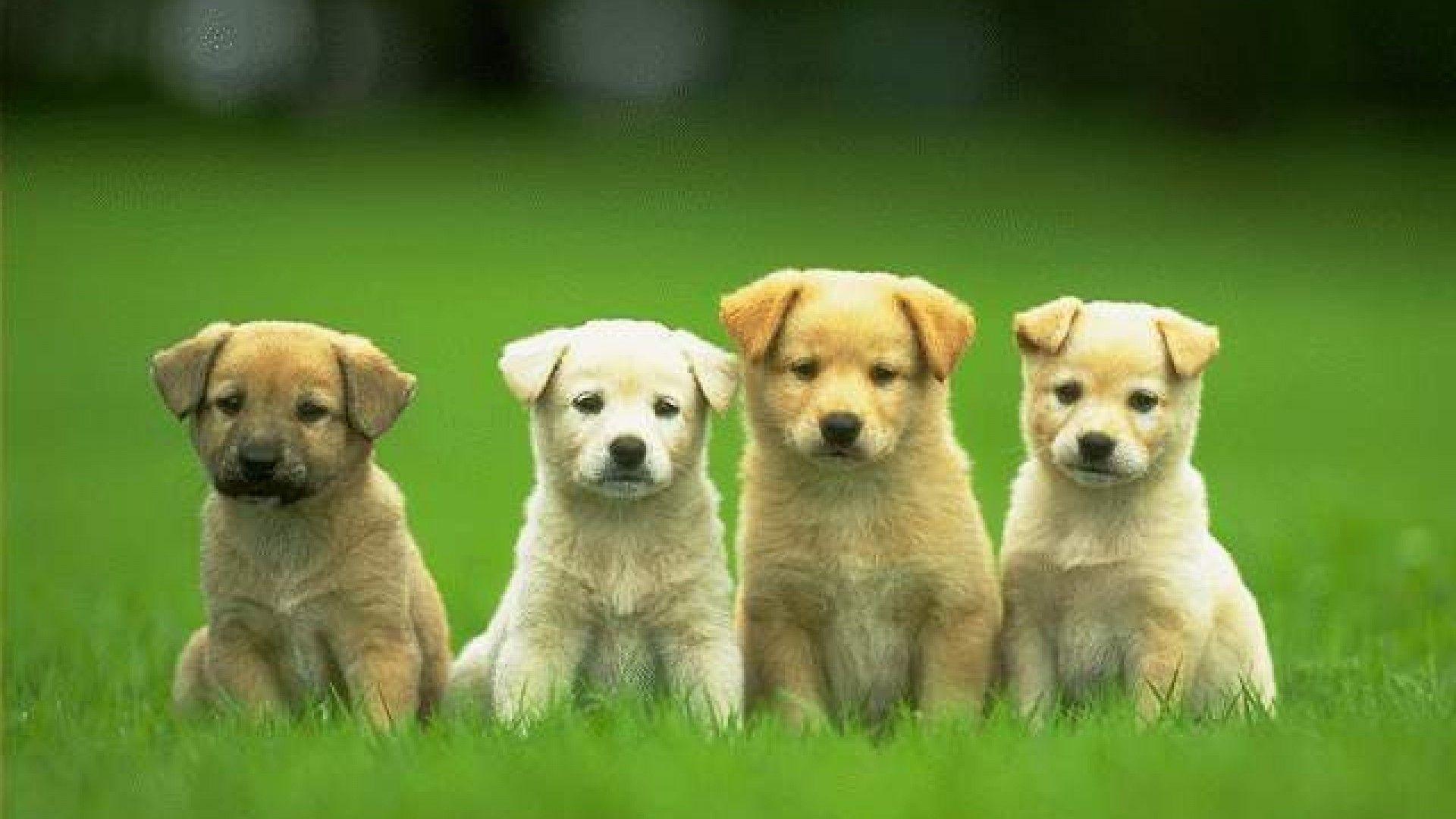 Puppy Hd Wallpapers - Wallpaper Cave