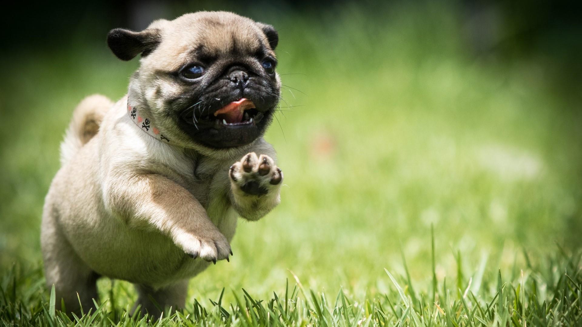 Cute Pug Puppy Wallpaper. Wallpaper Studio 10. Tens of thousands