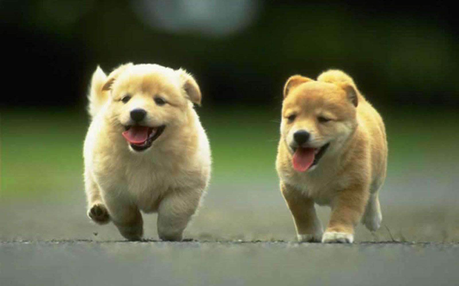 Puppy HD Wallpapers - Wallpaper Cave
