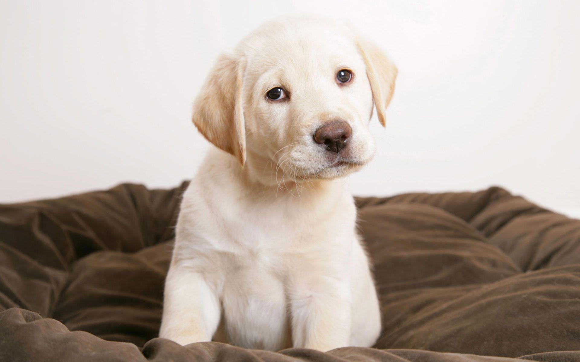 Cute puppy eyes Wallpaper