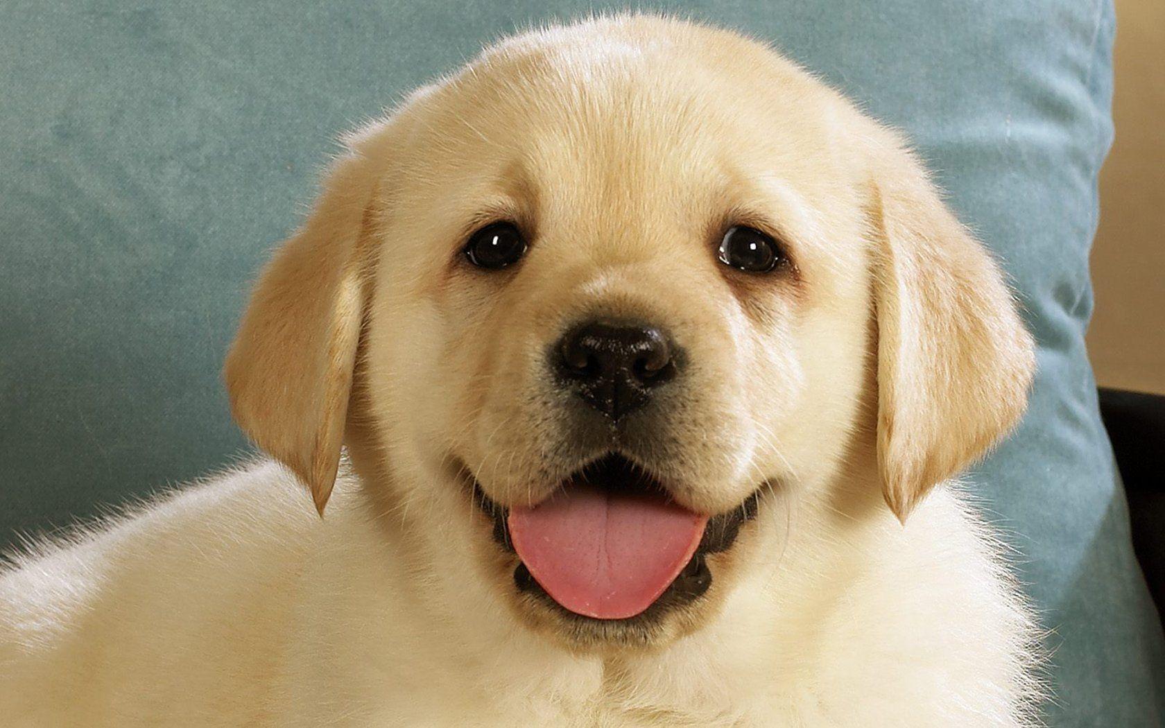 puppy Wallpaper and Background Imagex1050