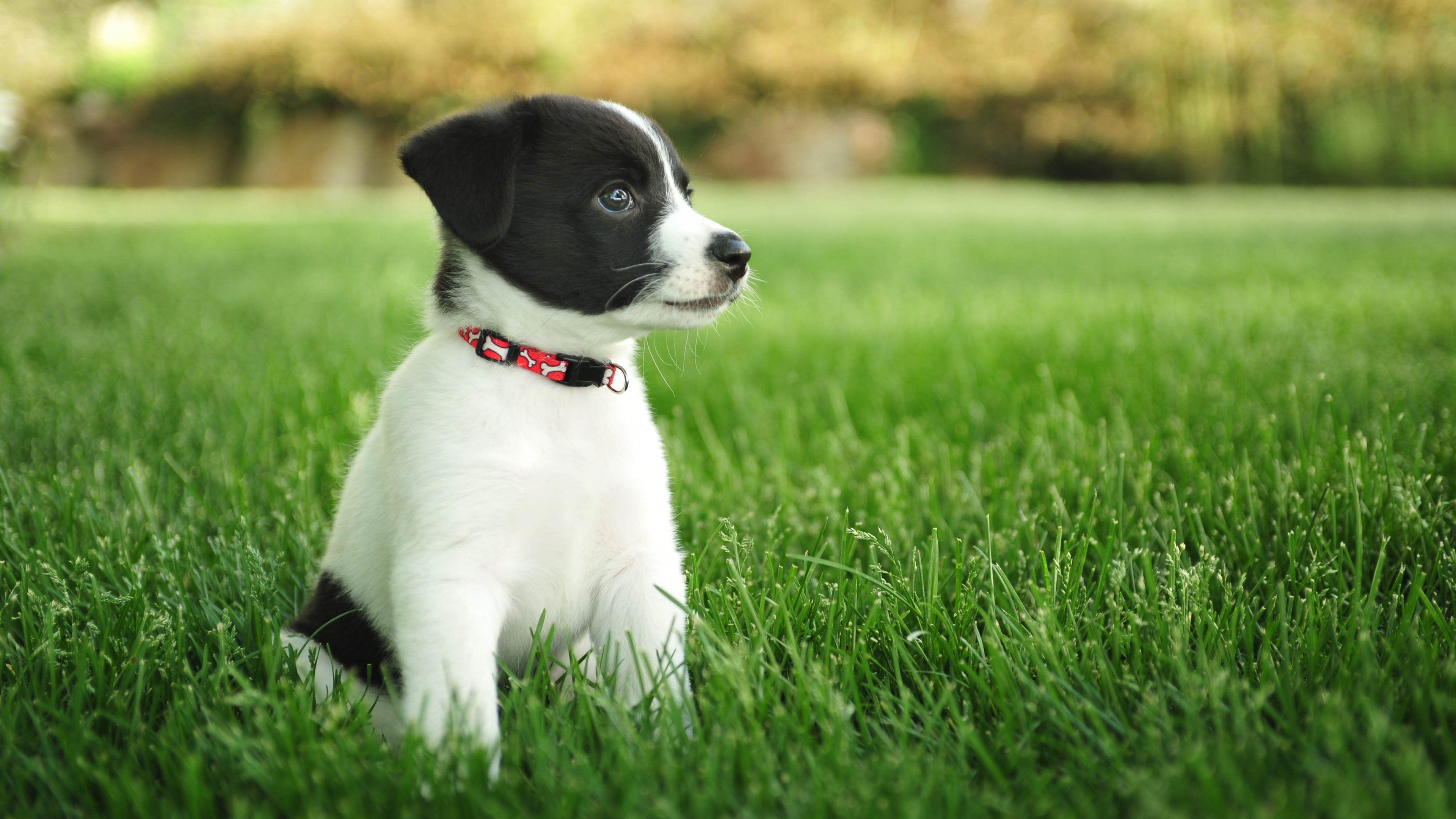 Puppy HD Wallpaper and Background Image