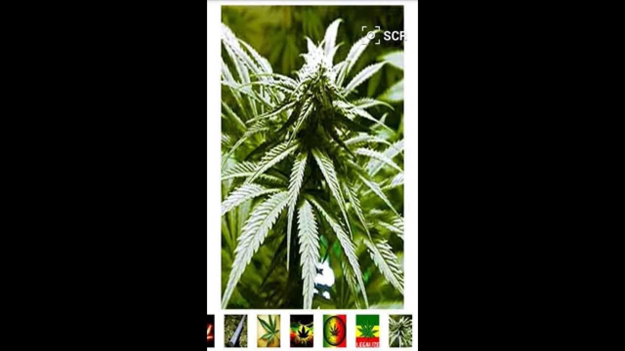 Marihuana and Weed Wallpaper for Android