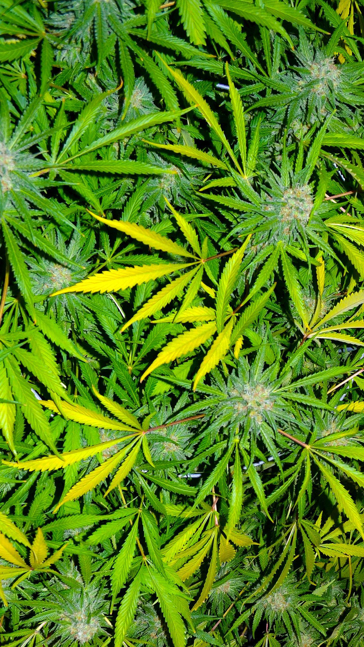 Marijuana iPhone Wallpaper /marijuana