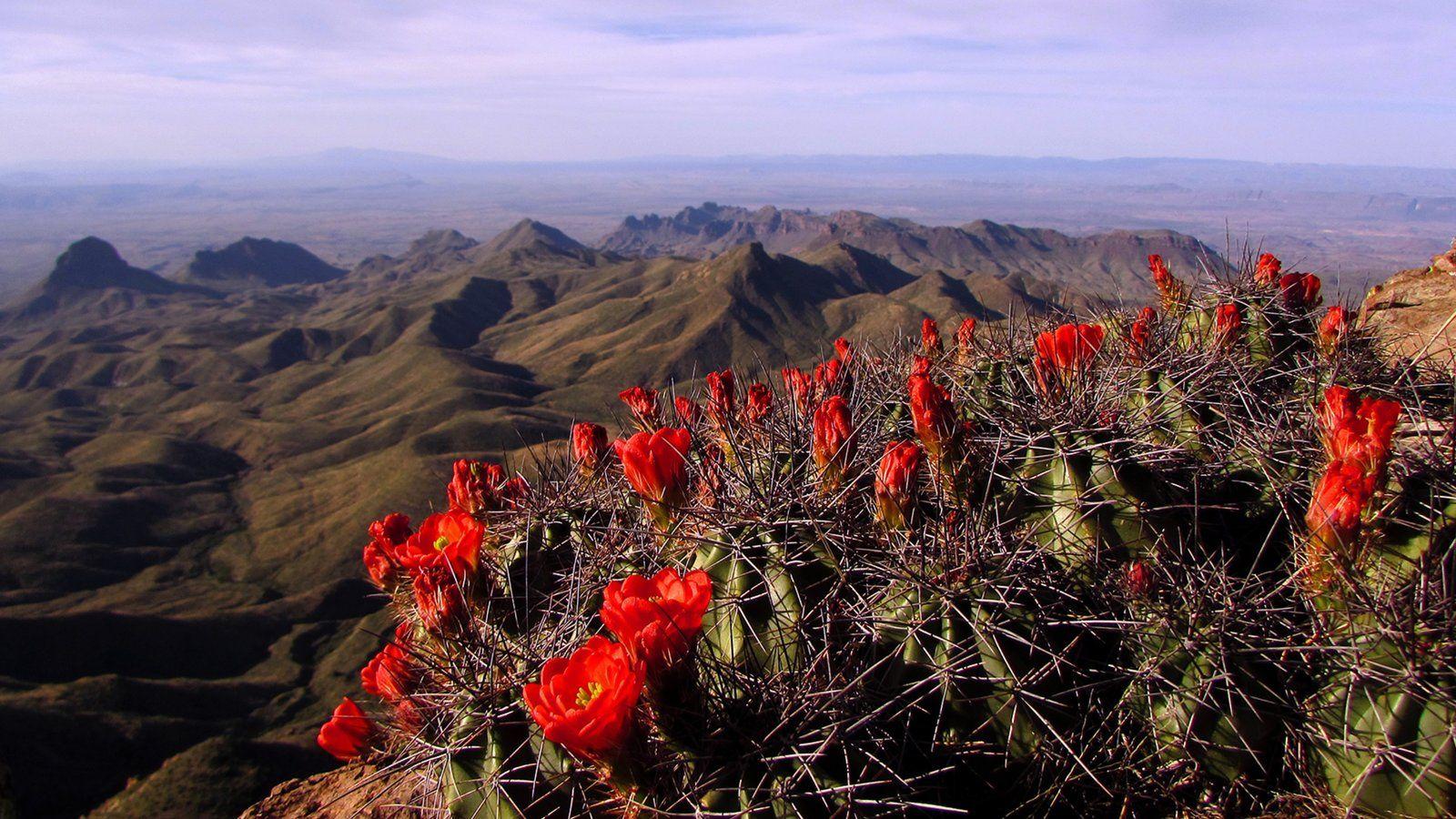 Big Bend National Park Picture: View Photo & Image of Big Bend