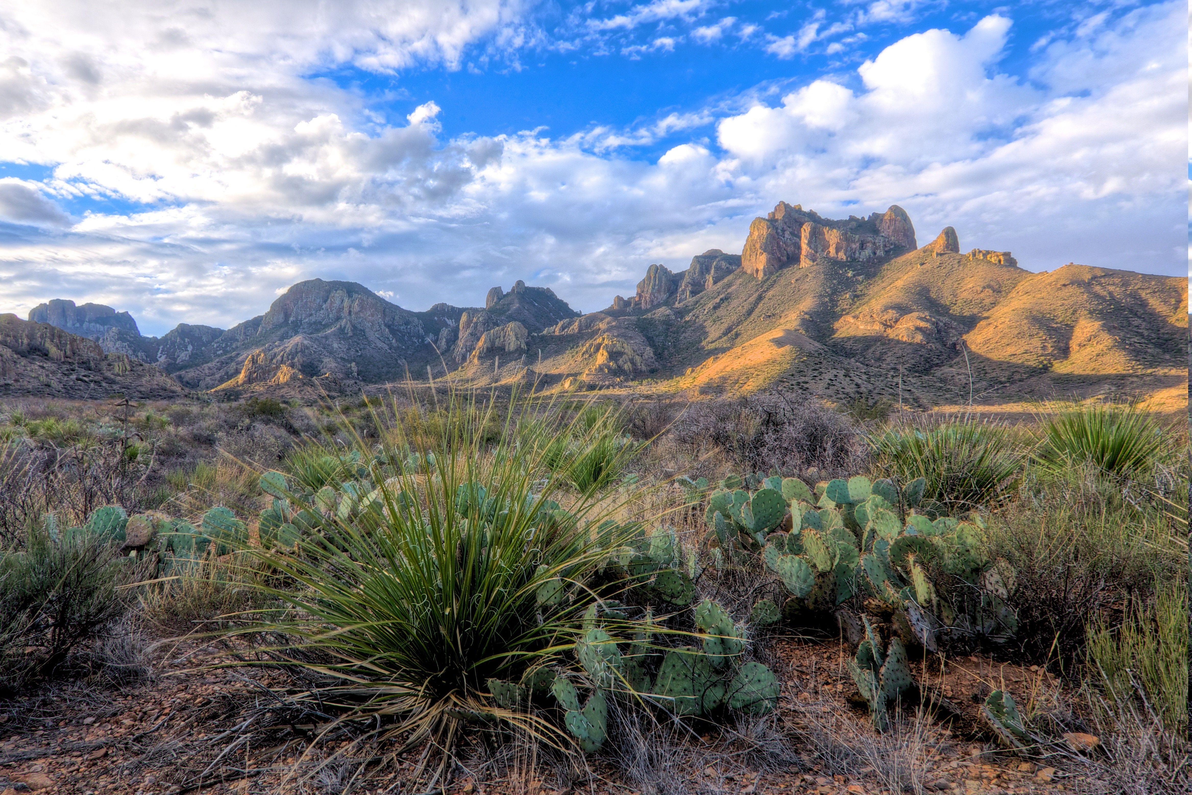 desert, Cactus, Landscape, Shrubs, Clouds, Mountain, Texas