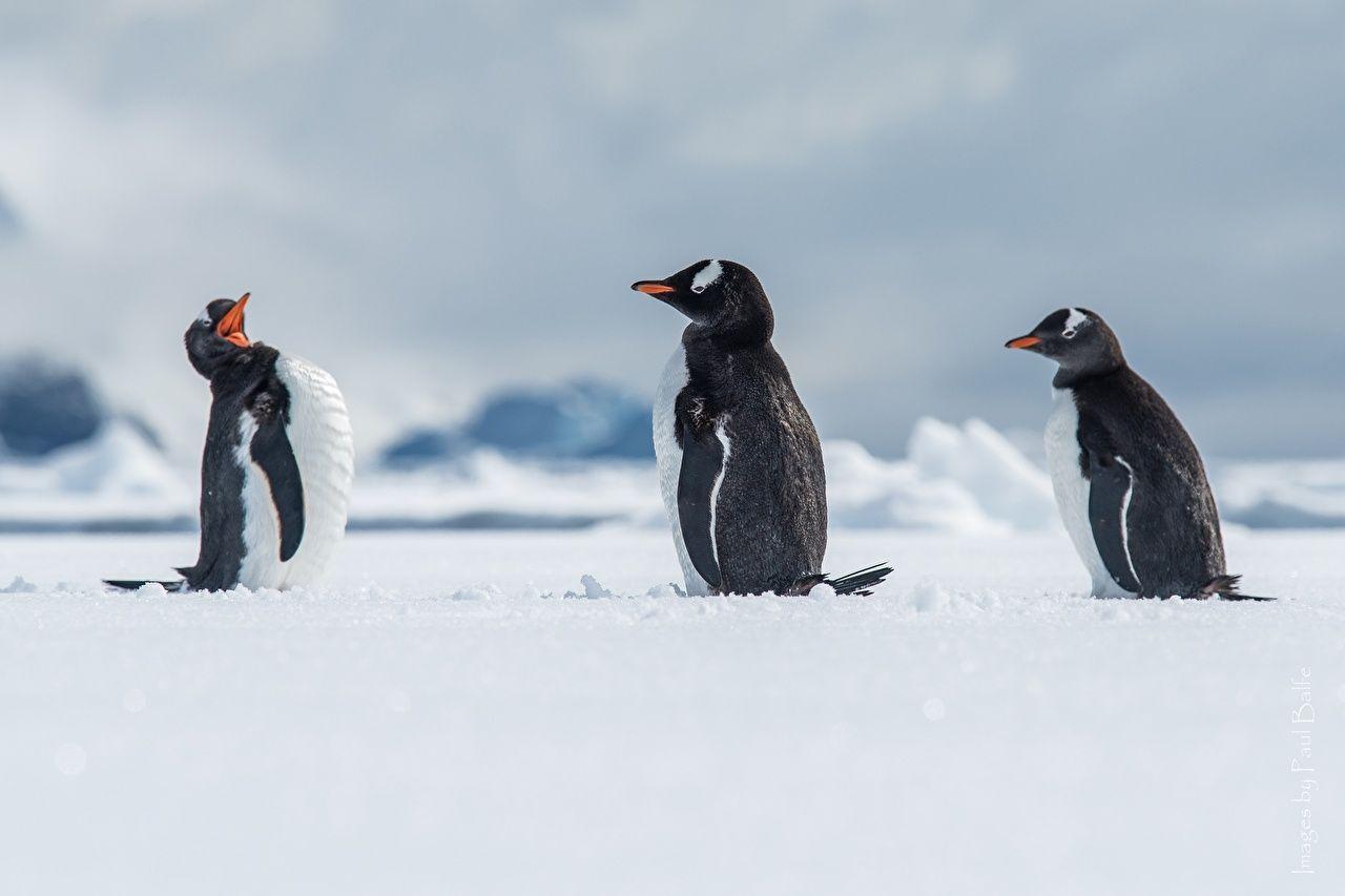Wallpaper Penguins Gentoo penguin Antarctica, Wilhelmina Bay Snow