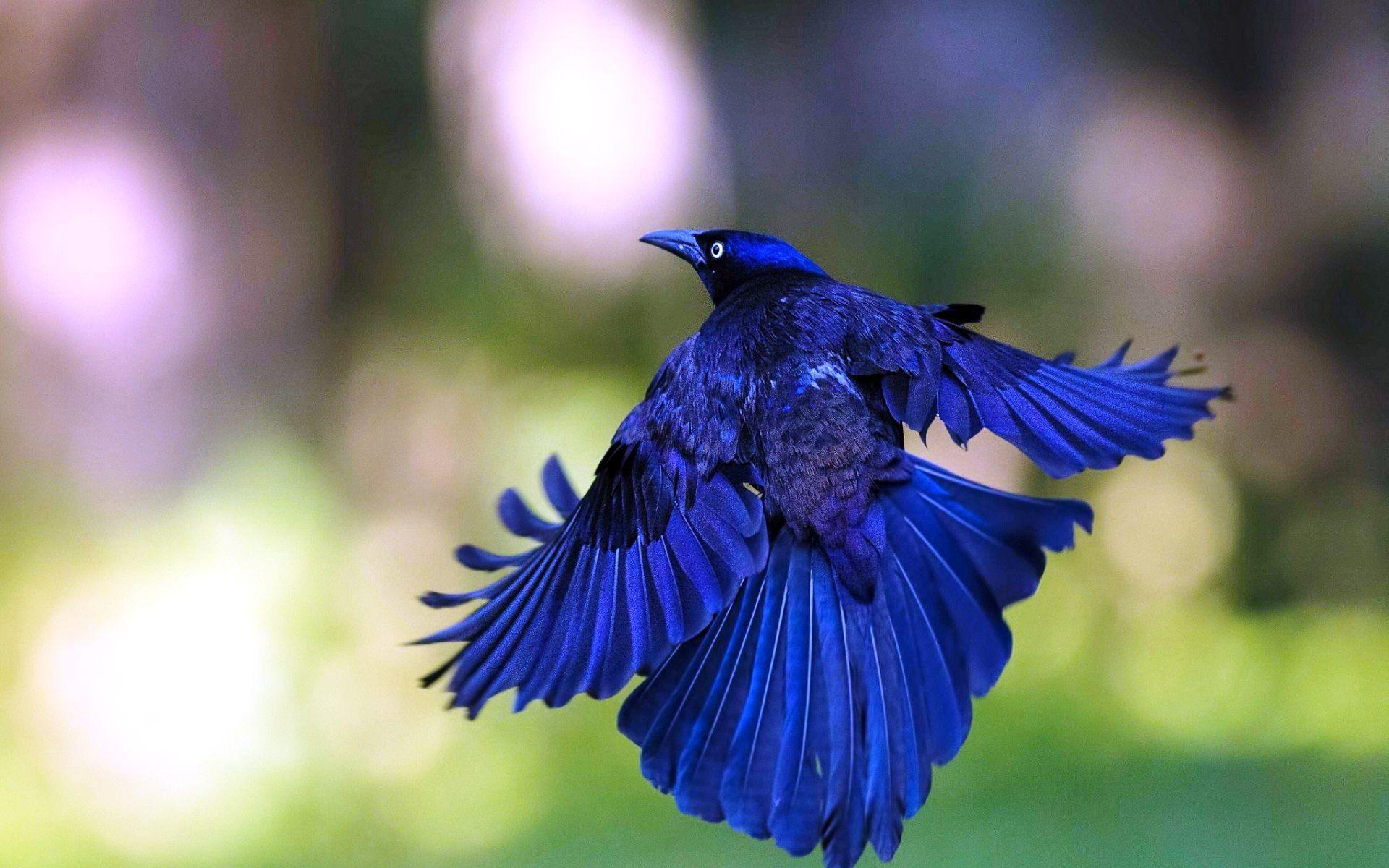 Gorgeous blue bird full HD wallpaper HD wallpaperNew HD wallpaper