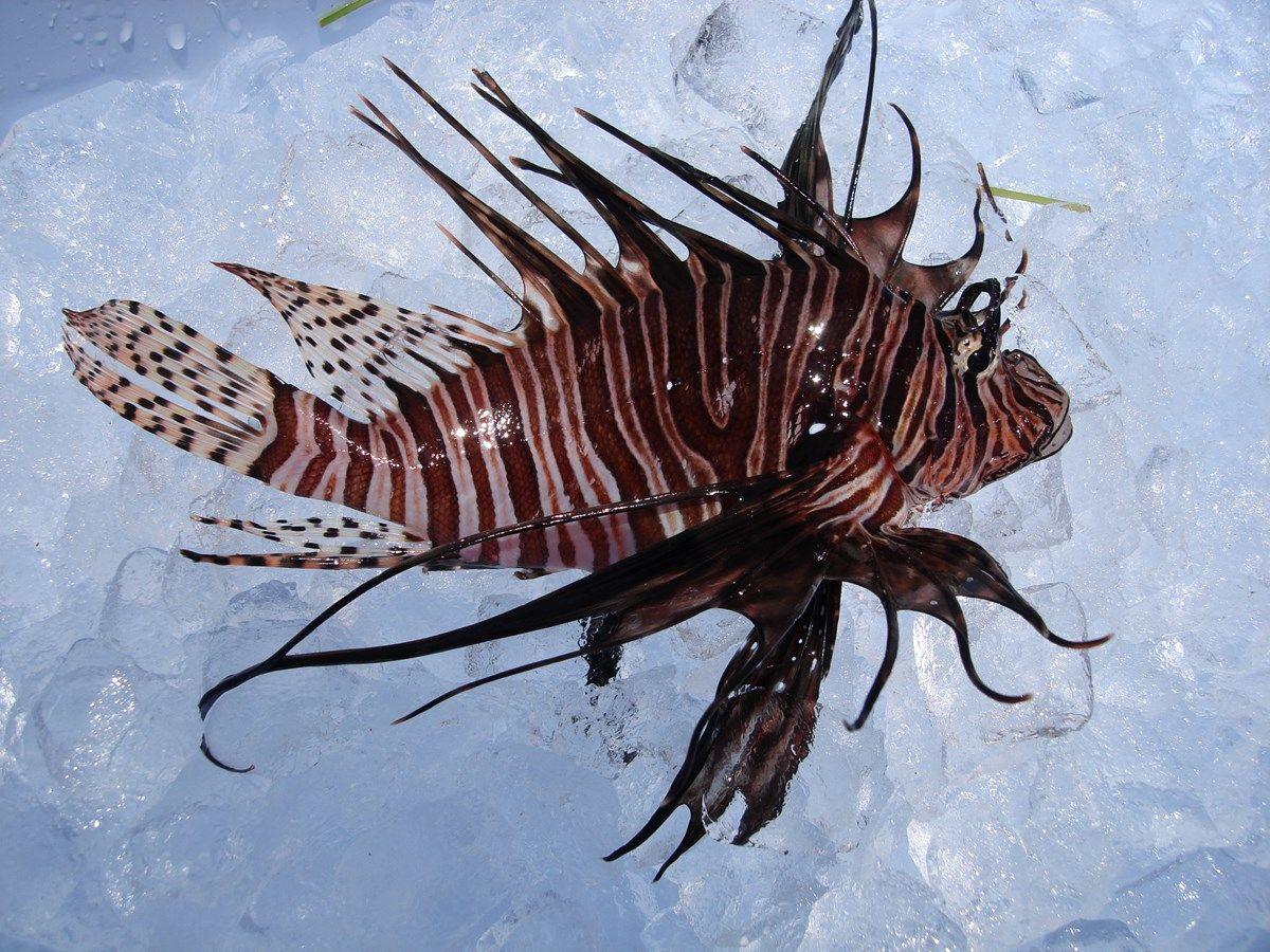 Invasive Lionfish National Park U.S. National Park