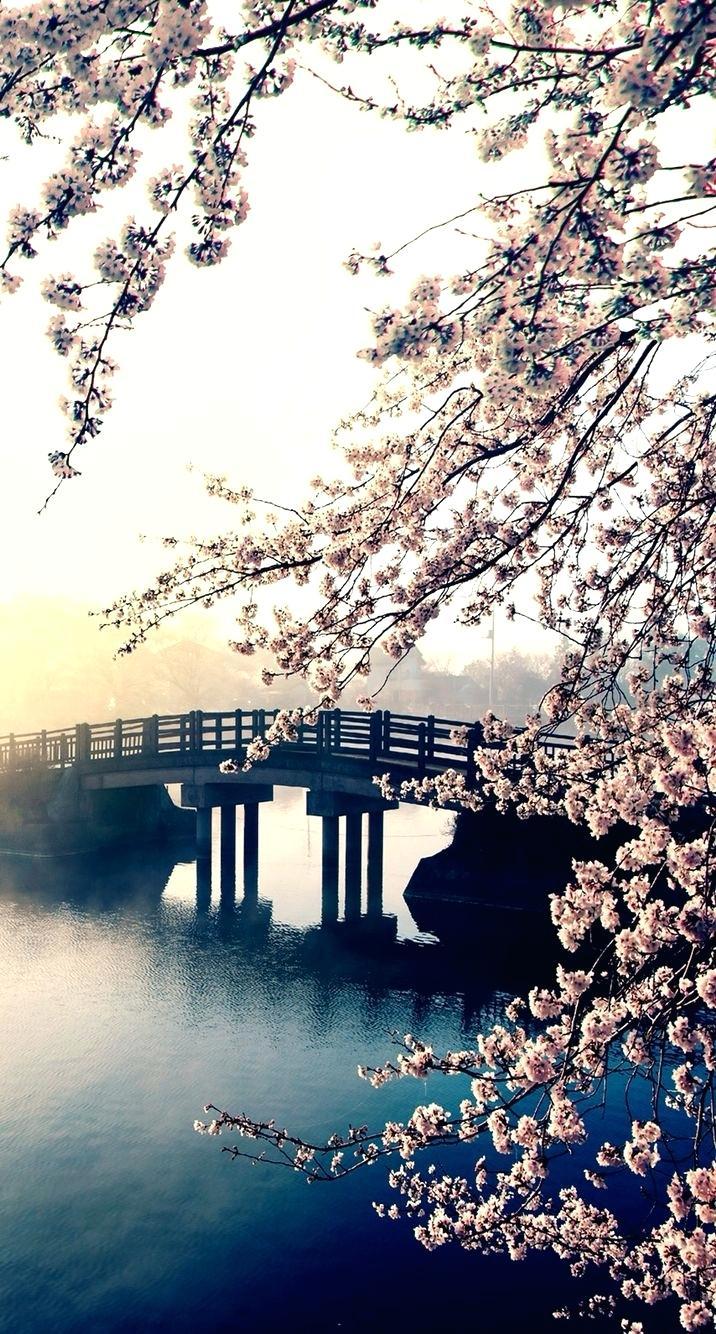 Japanese Cherry Blossom Wallpaper Home Trending Ideas On Spring