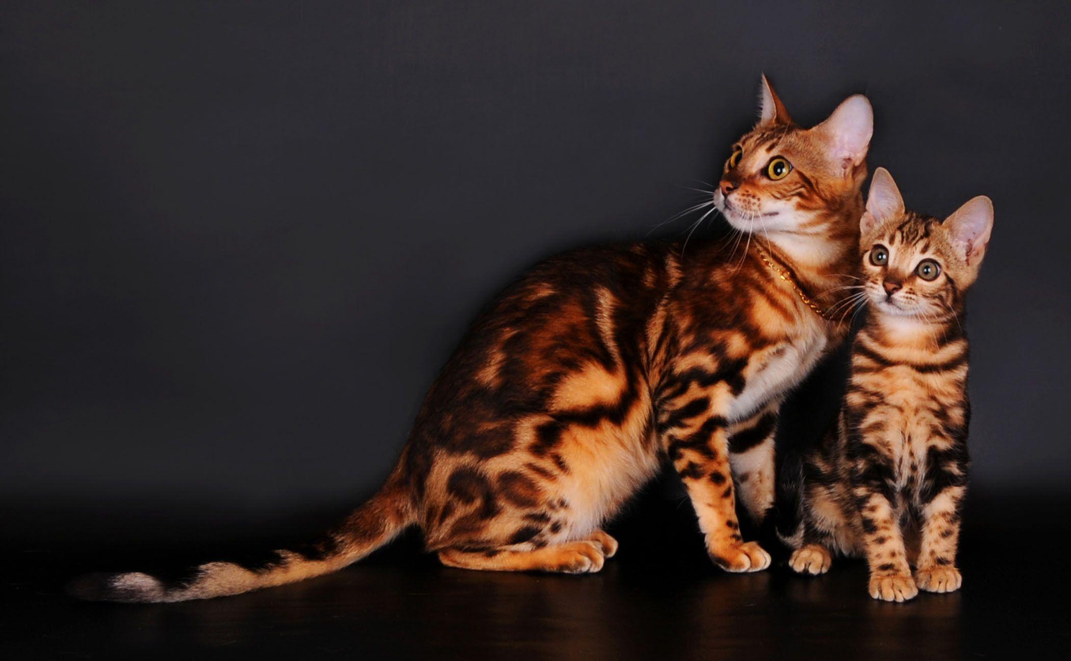 Bengal cats on a gray background wallpaper and image