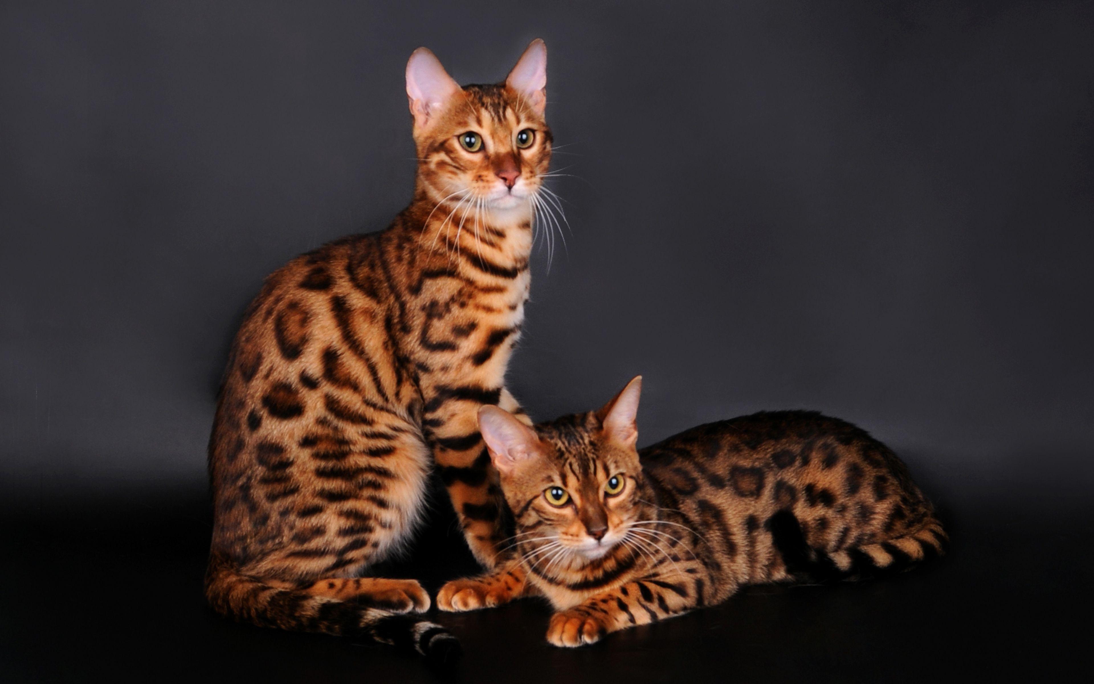Bengal Cat HD Wallpaper and Background Image