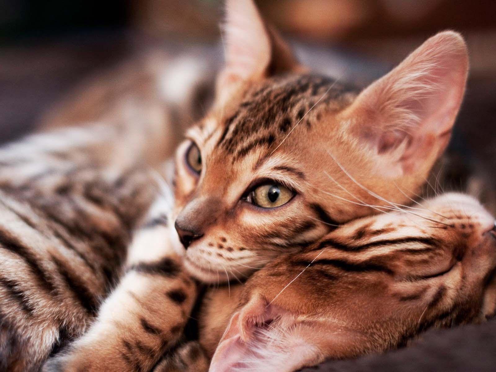 Little Bengal cats wallpaper and image, picture