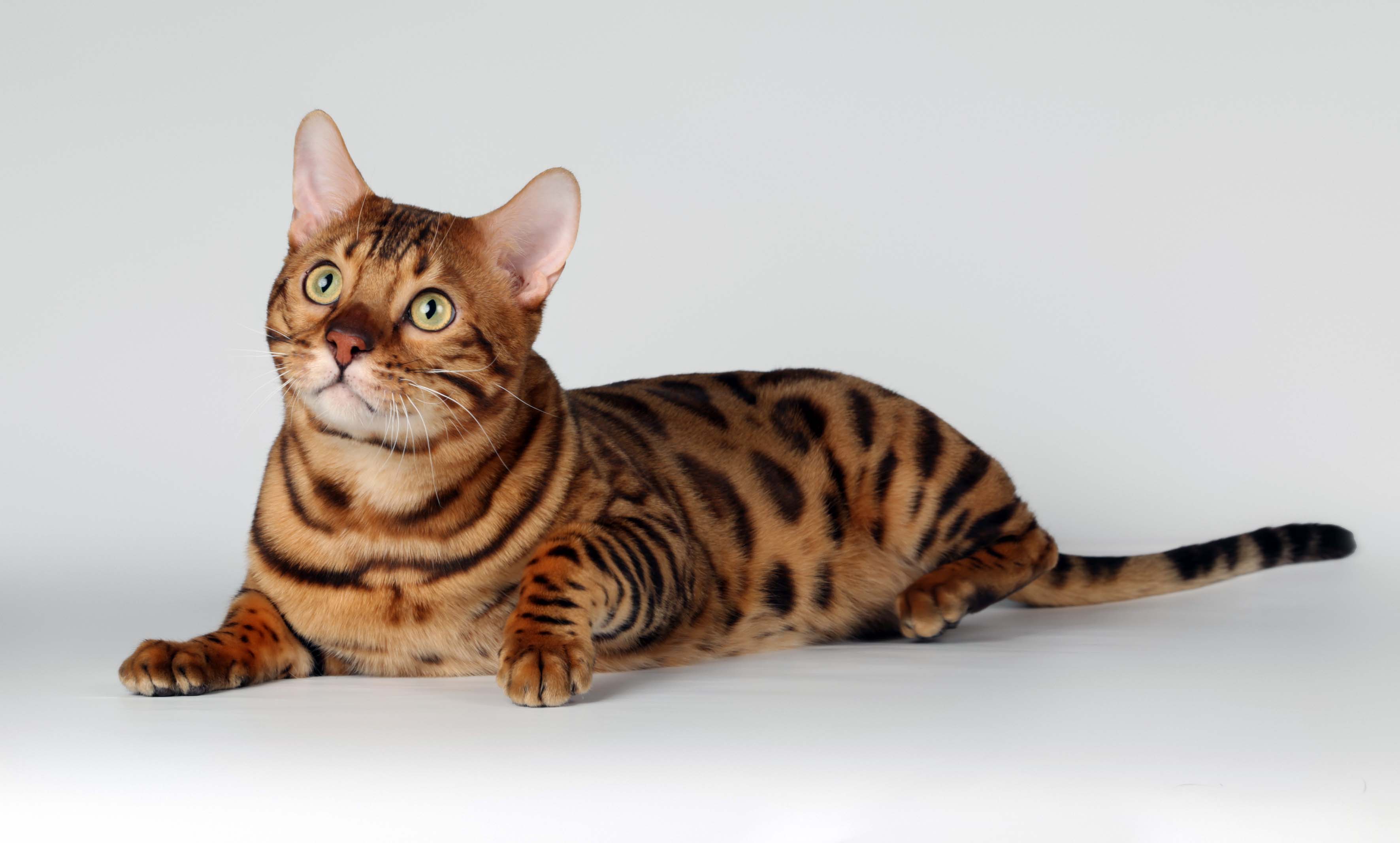 Exotic Spotted and Marbles Bengal Cats HD Photo