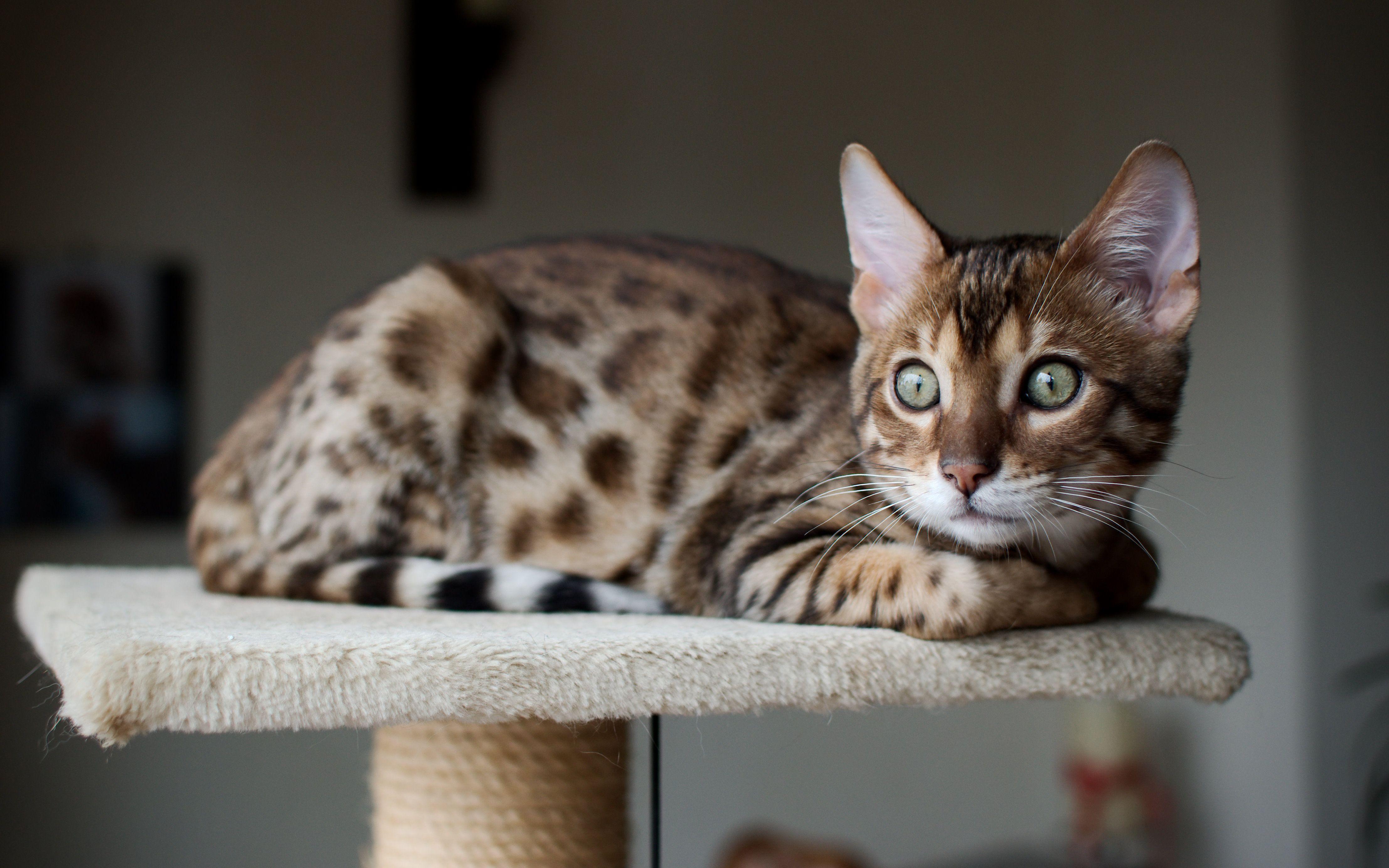 Beautiful Bengal cat saw someone wallpaper and image