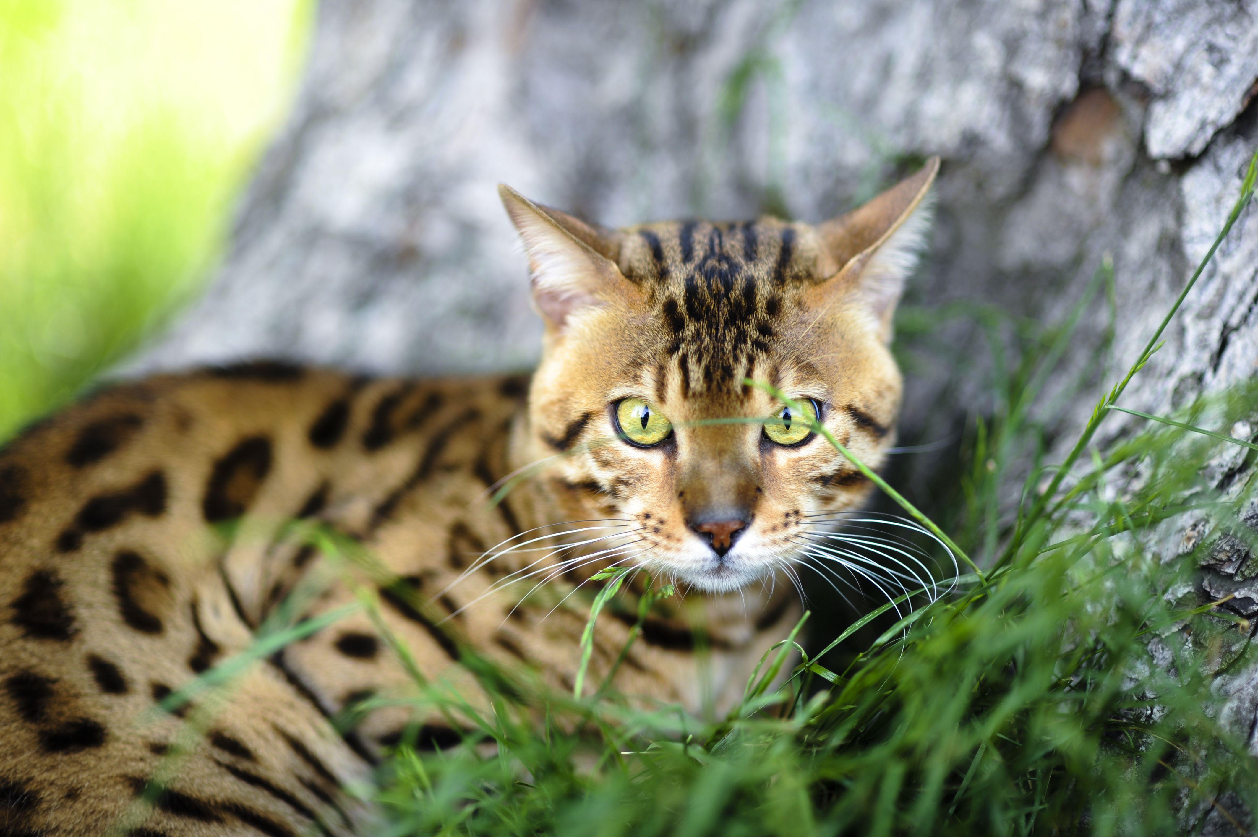 Bengal cat near a tree wallpaper and image