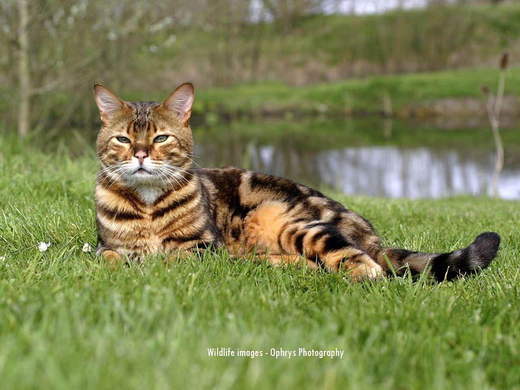 My Top Collection: Bengal cat wallpaper