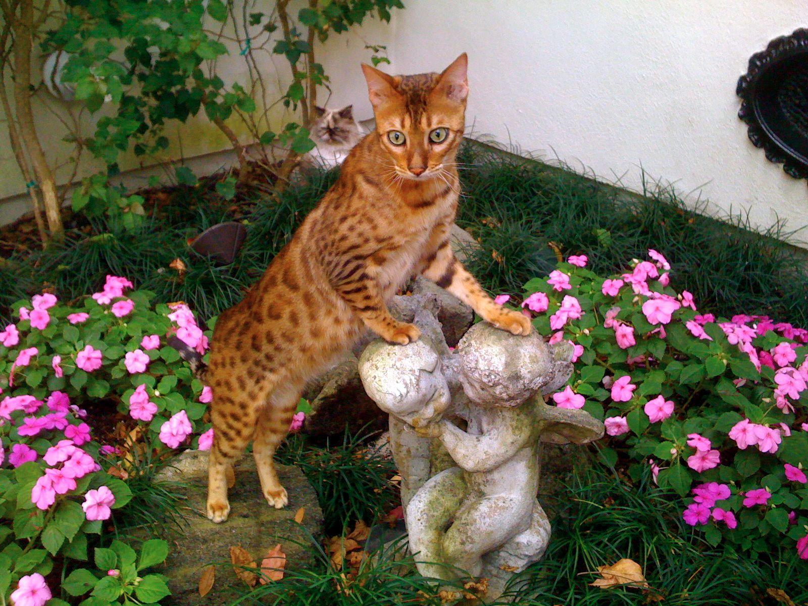 Bengal photo and wallpaper. Beautiful Bengal picture