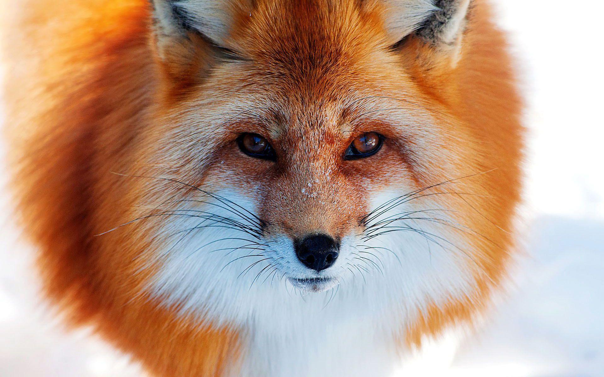 Cute Fox Face Wallpaper
