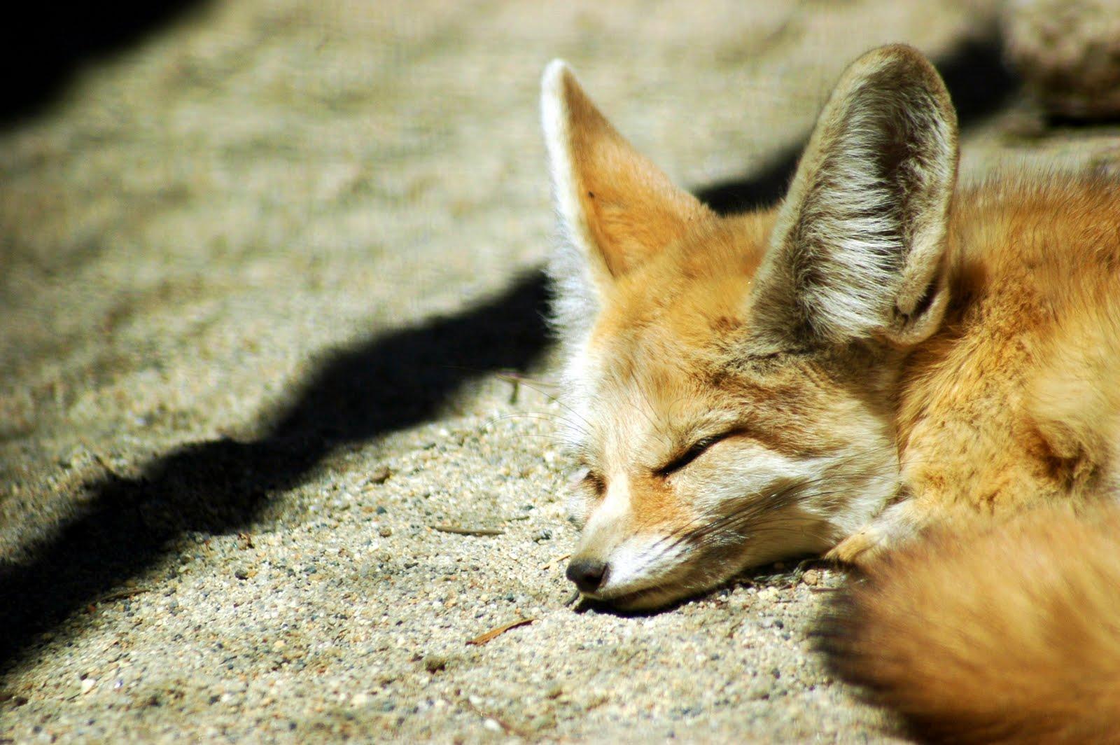 Cute fox photo download