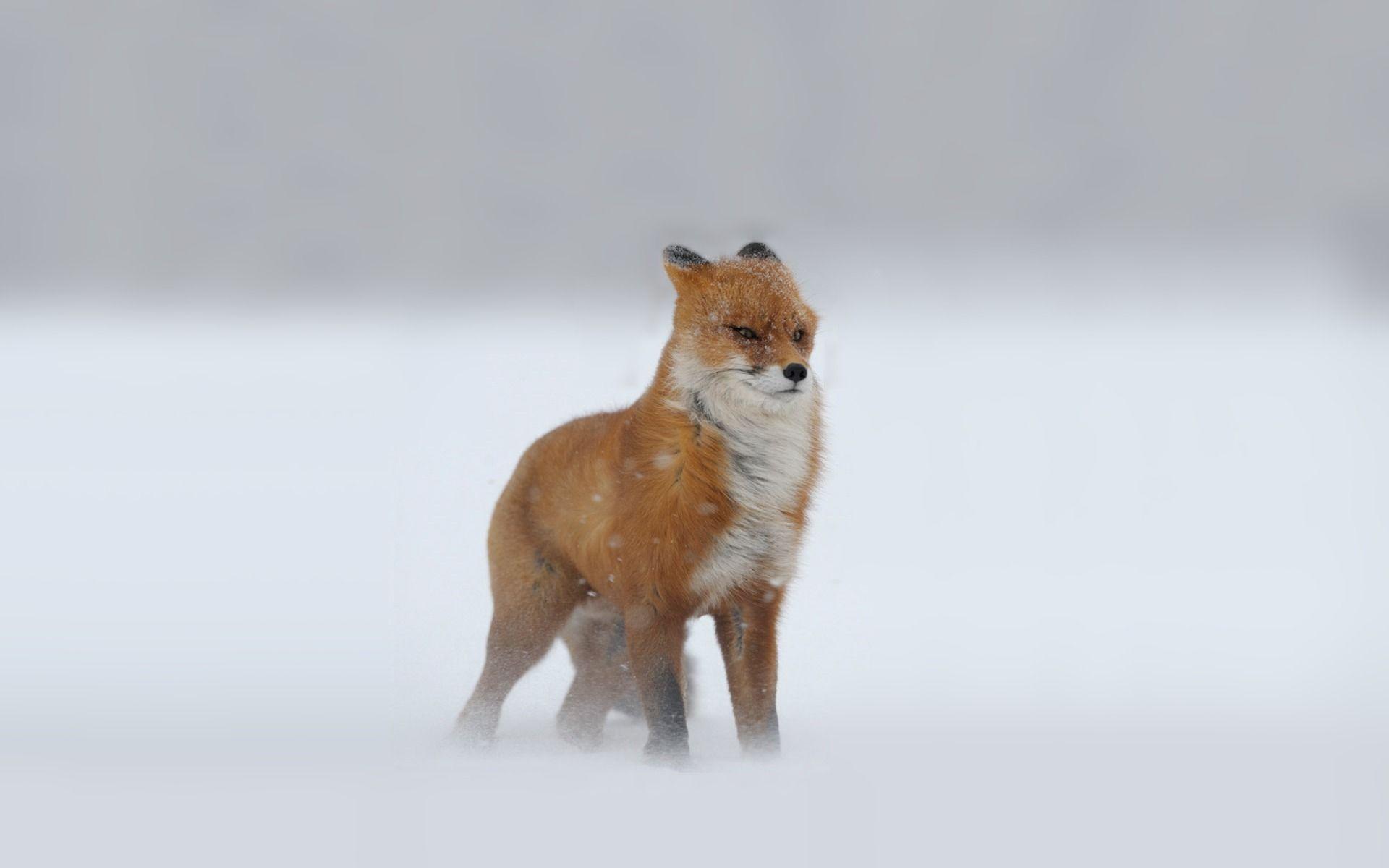Freezing fox wallpaper • meh.ro