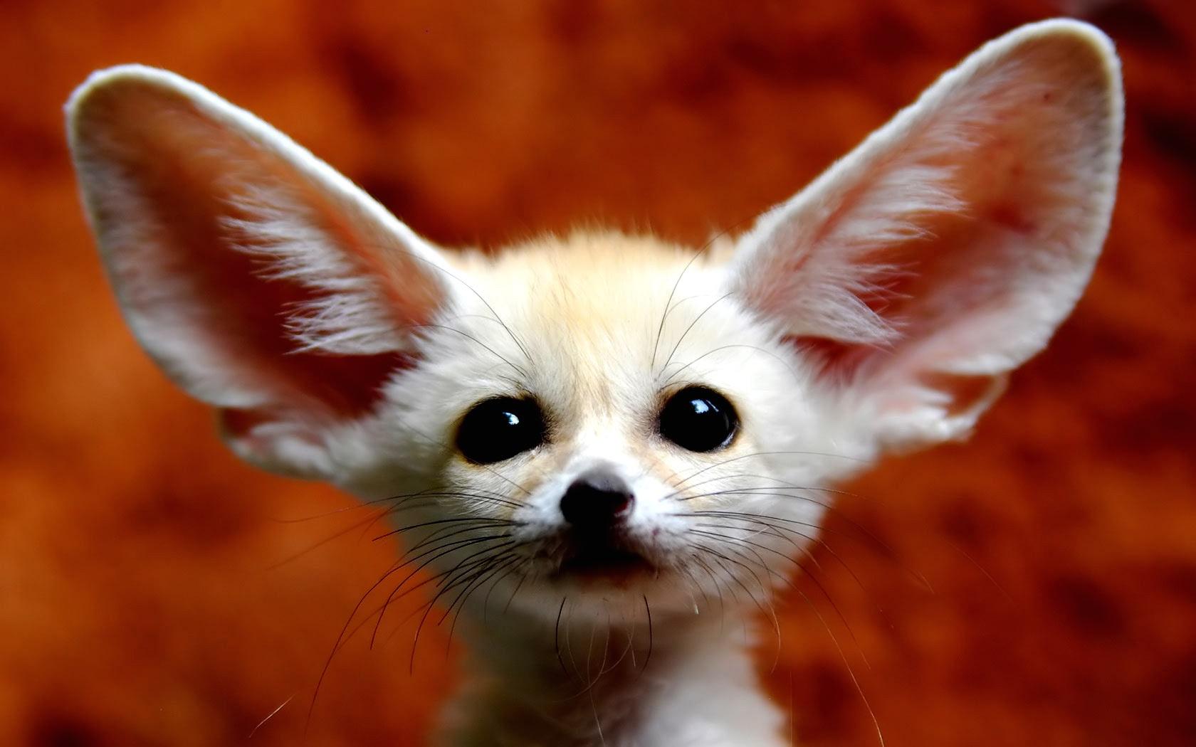 Wallpaper Cute Fennec Fox x 1050 Pets Puppies